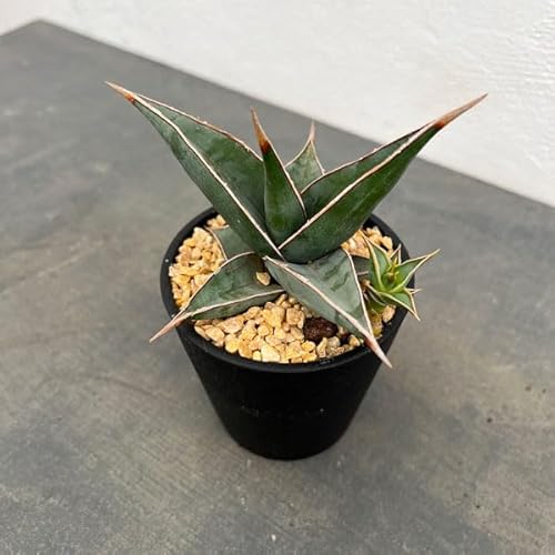 サンスベリア ピンギキュラ」の人気商品一覧 | 安い商品を通販サイト